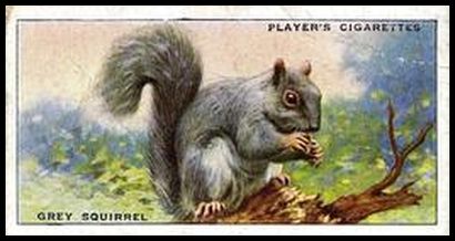 33 Grey Squirrel